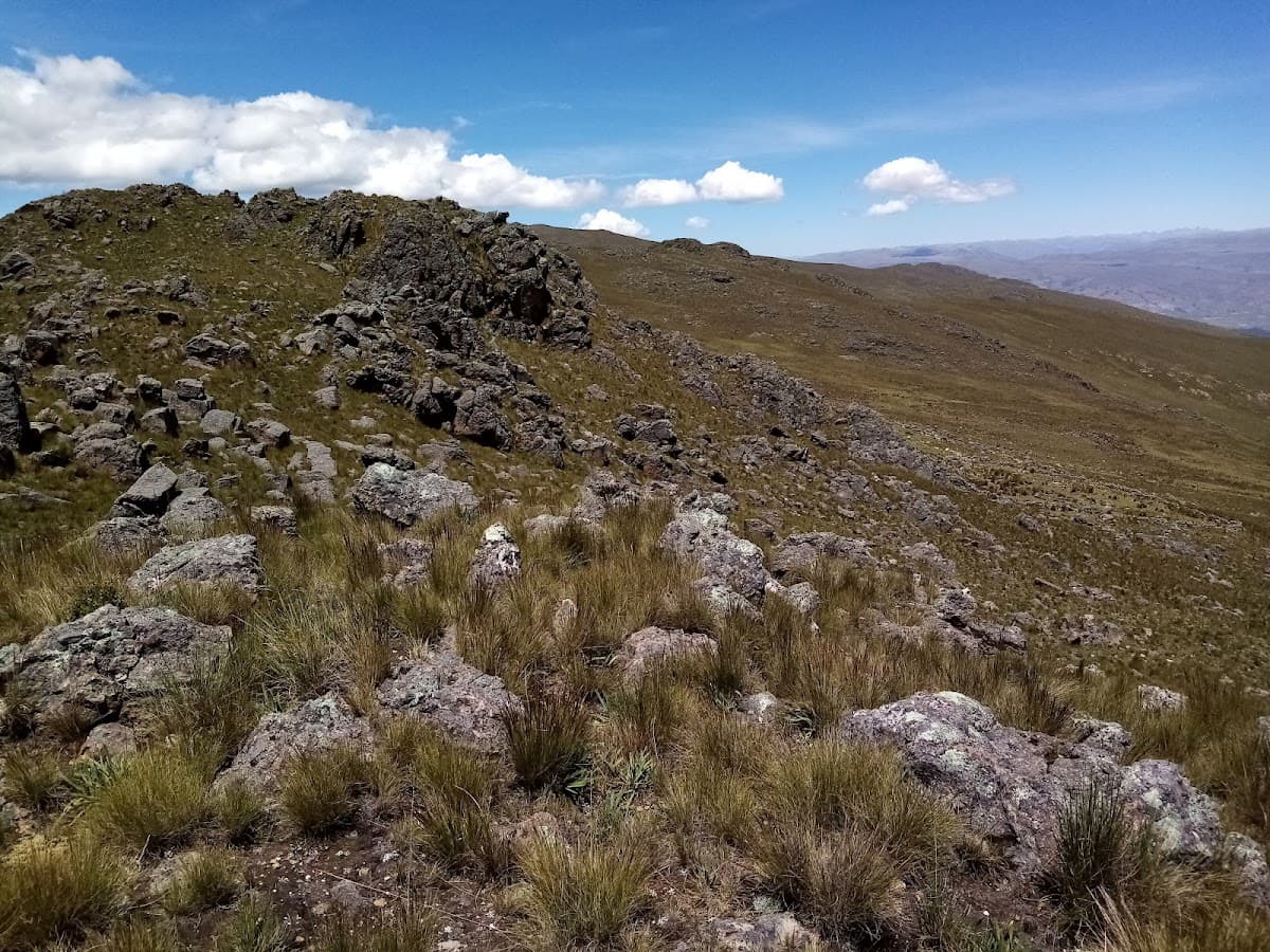 Cresta del gallo — foto