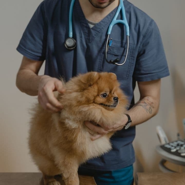 CLÍNICA VETERINARIA CRITICAL CARE — foto