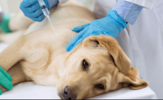 CLÍNICA VETERINARIA CRITICAL CARE — foto