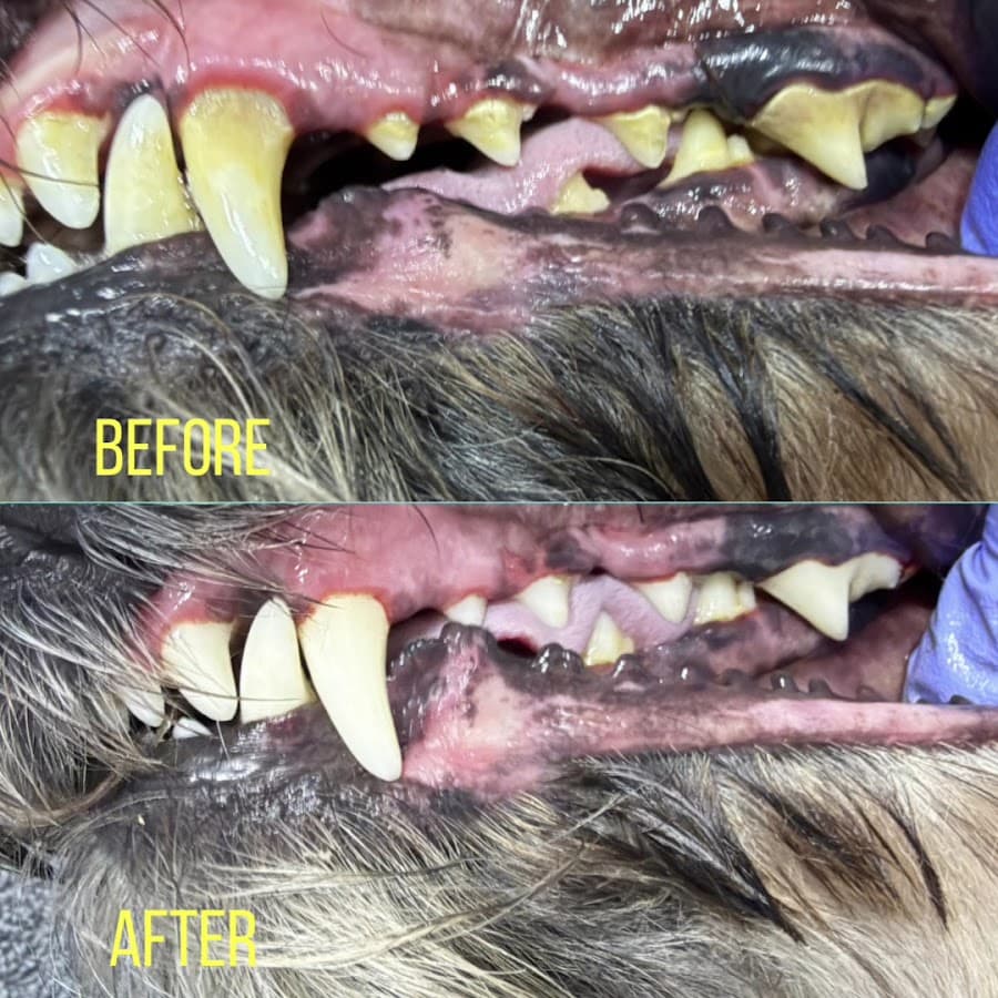 Snuggly Tails Dental