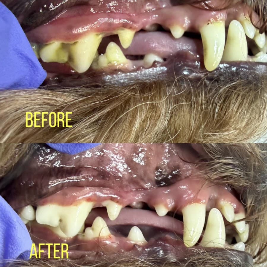 Snuggly Tails Dental — foto