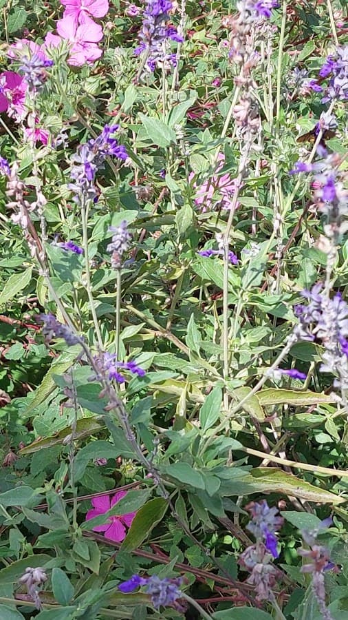 Jardín Botánico ARMANDO DUGAND GNECCO — foto