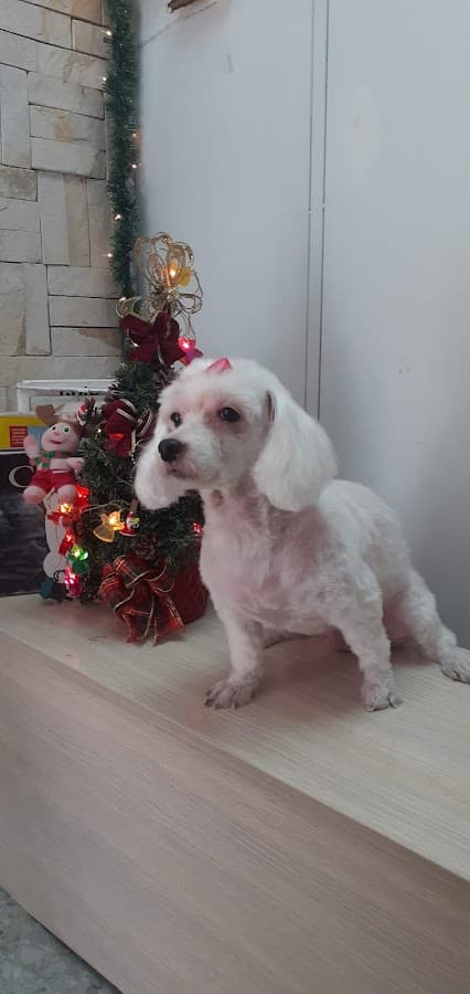 Emergencias Veterinarias Loira — foto