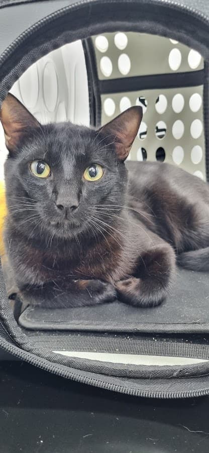 Emergencias Veterinarias Loira — foto