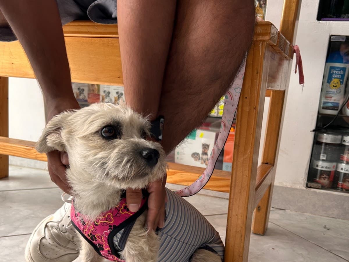 Veterinaria Mister Can