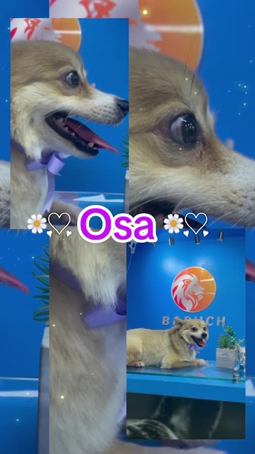 Clínica veterinaria BARUCH — foto