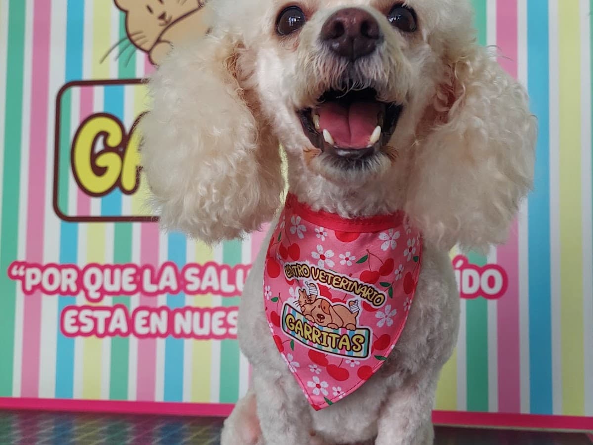 Consultorio Veterinario San Javier — foto