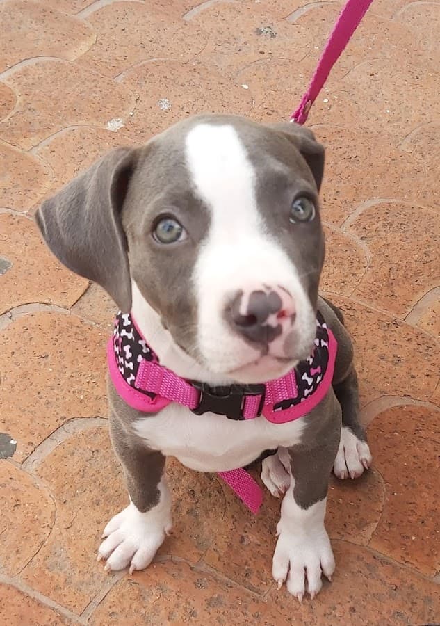 ASIVETM veterinaria — foto