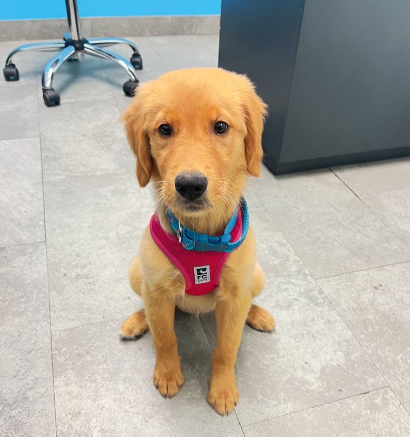 Brickell Bay Animal Hospital — foto