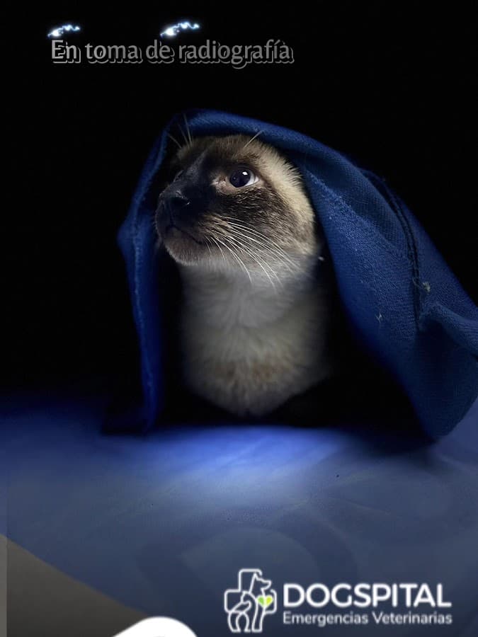 Pets & Pets Colseguros (antes Dogspital) — foto