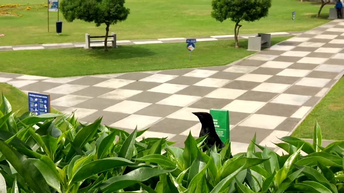 Parque María Reiche — foto