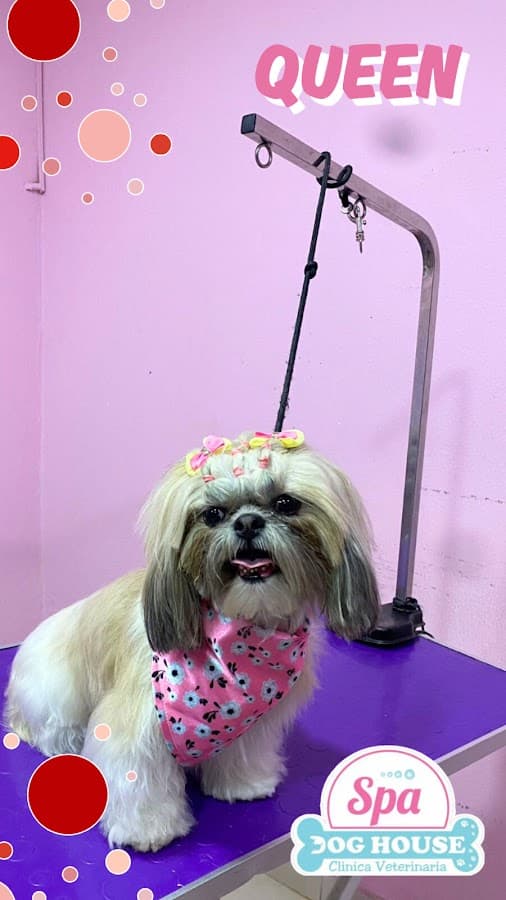Dog House Clinica Veterinaria y spa S.A.S — foto
