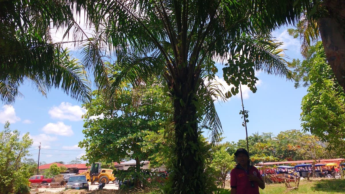 Ovalo Sol Naciente — foto