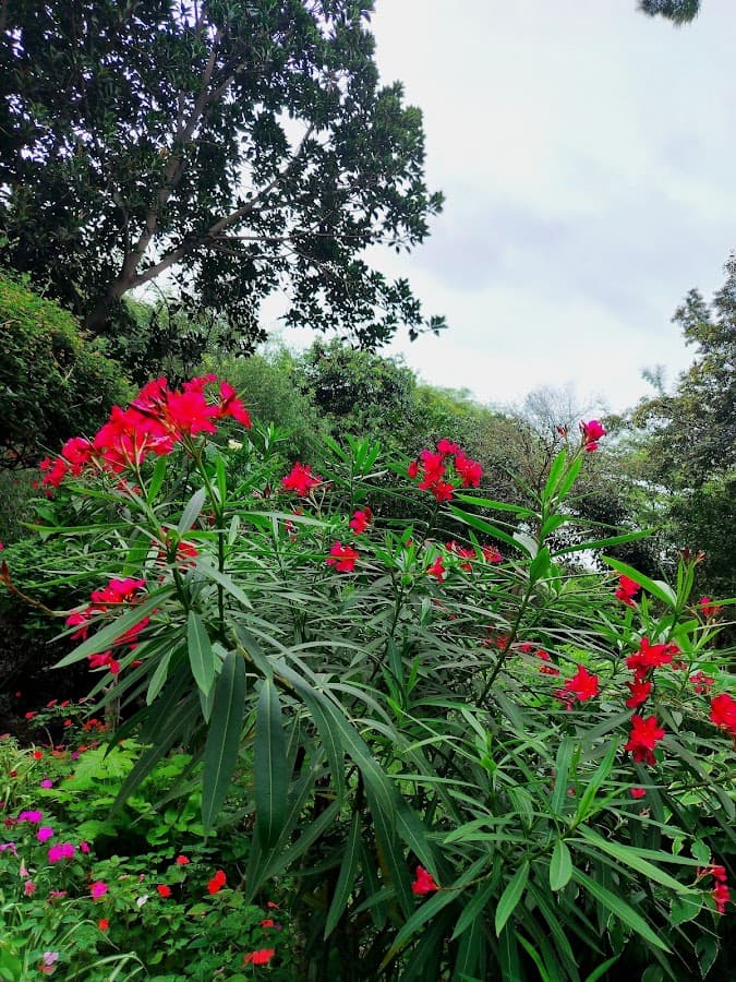 Jardín Botánico — foto