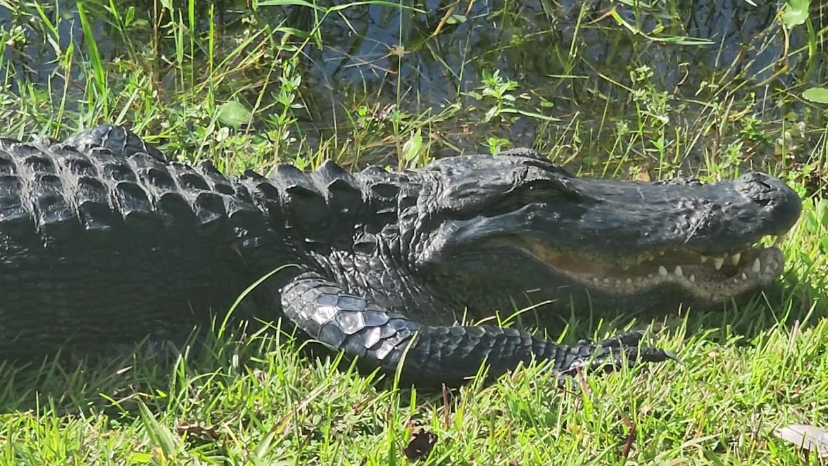 Parque Nacional de los Everglades — foto