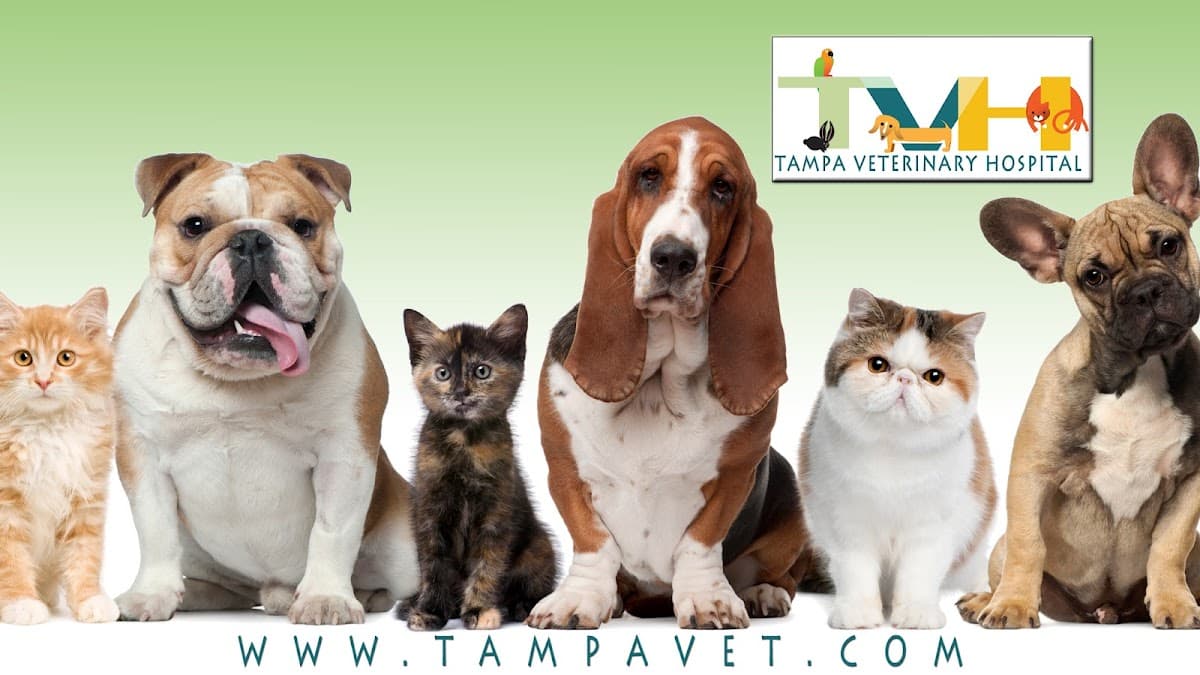 Tampa Veterinary Hospital