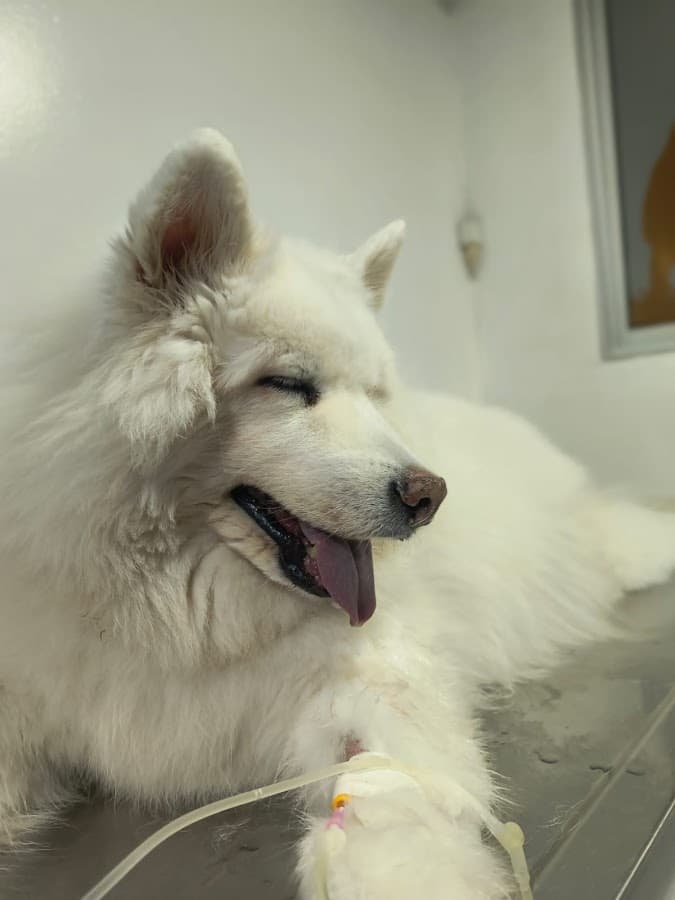 Clínica Veterinaria Niza — foto