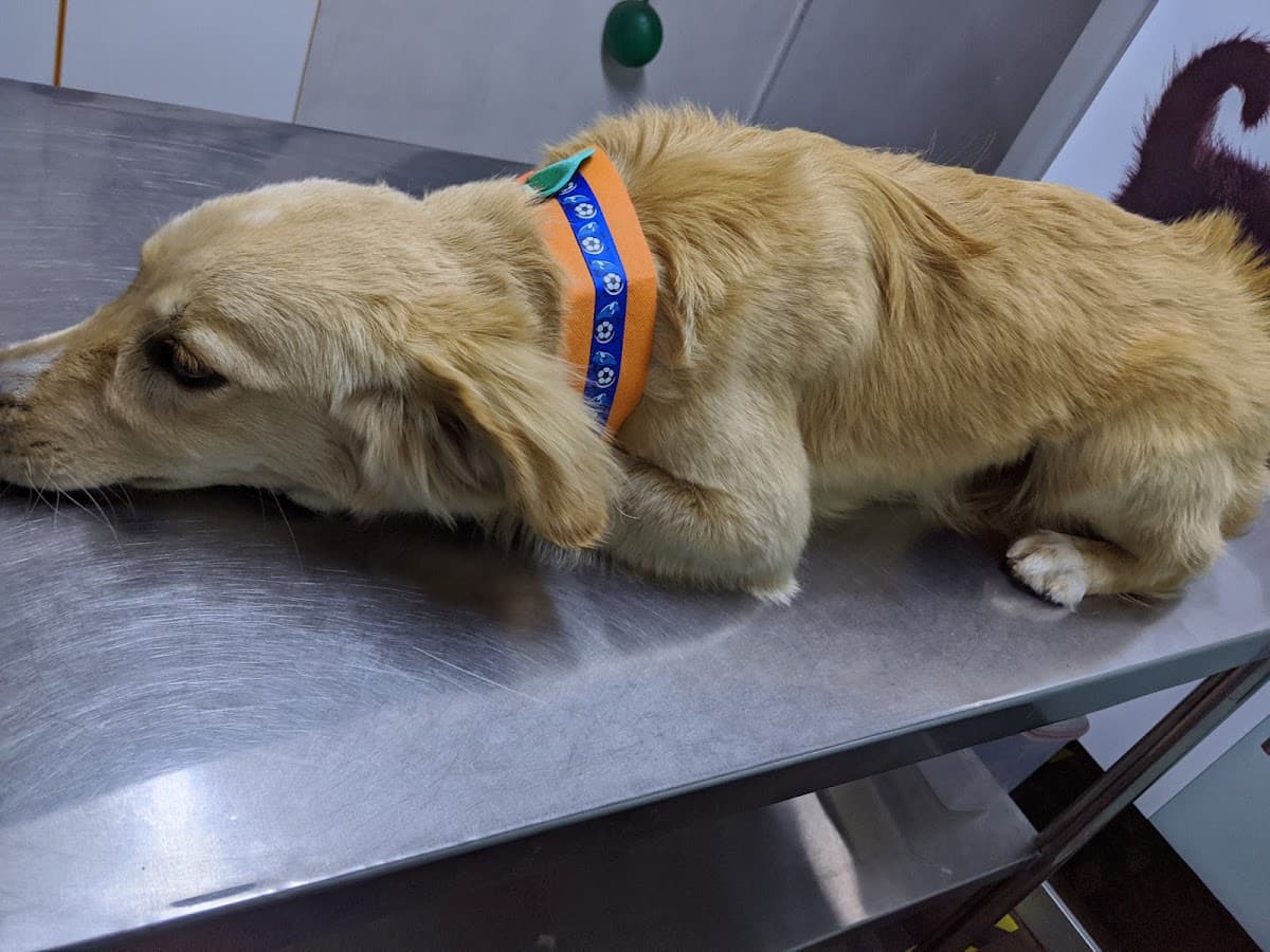 Doctor. Pet´s Clinica Veterinaria