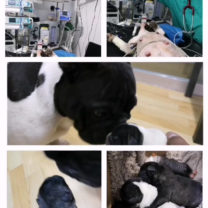 Doctor. Pet´s Clinica Veterinaria — foto