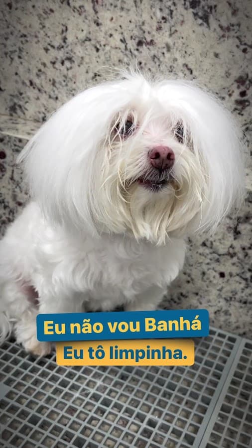 Hospital Veterinário 24h Santa Vida Agronômica - Florianópolis — foto