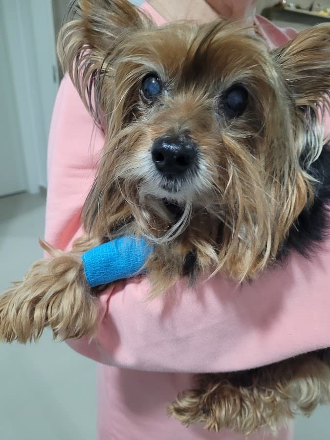 TOPVET Clínica Veterinaria — foto