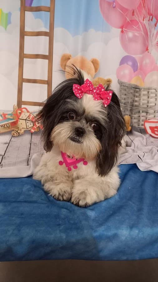 TOPVET Clínica Veterinaria — foto