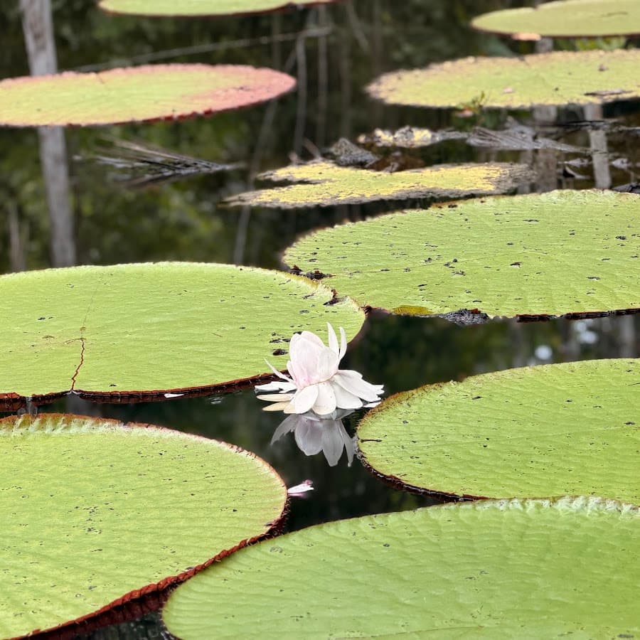 Amazon Jungle Life — foto