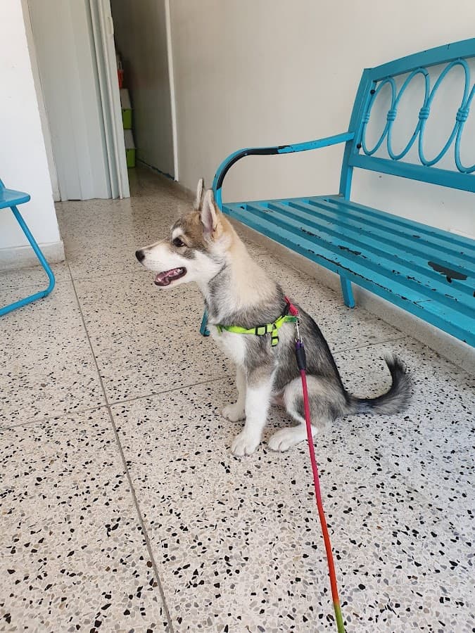 Animal Care Medicina Veterinaria