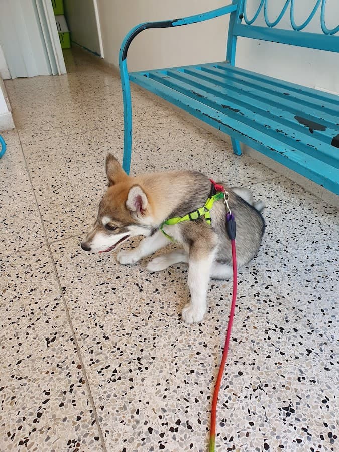 Animal Care Medicina Veterinaria — foto