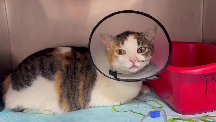 CatDog Hospital Veterinario — foto