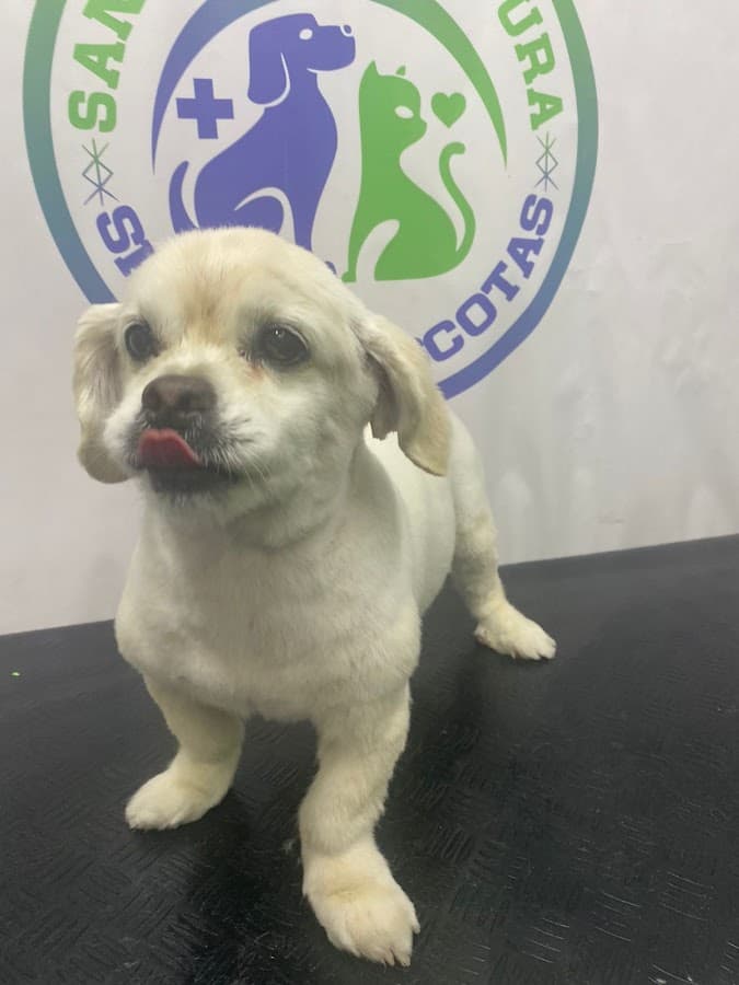 Veterinaria Spa "San Buenaventura"
