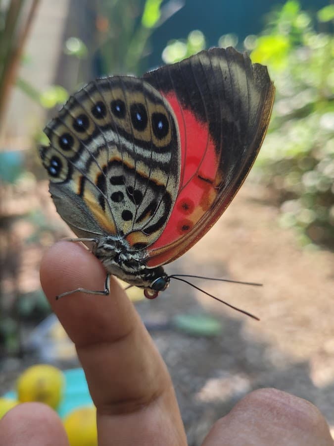 Centro de conservación de animales exóticos, artropodos y Mariposario Pucallpa — foto
