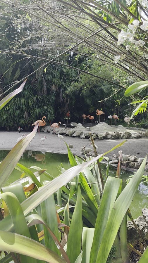 Flamingo Gardens — foto