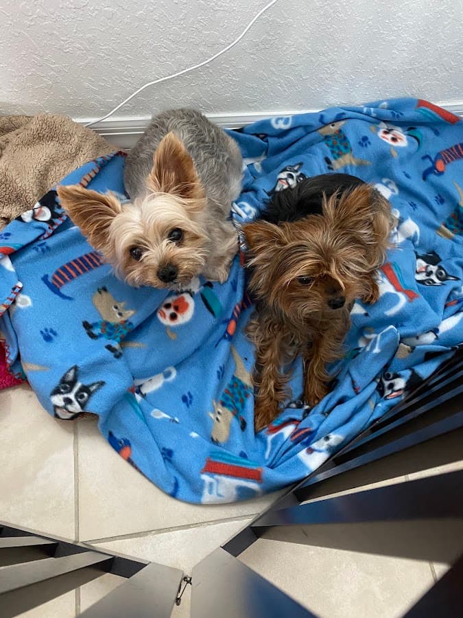 BluePearl Pet Hospital Fort Lauderdale — foto
