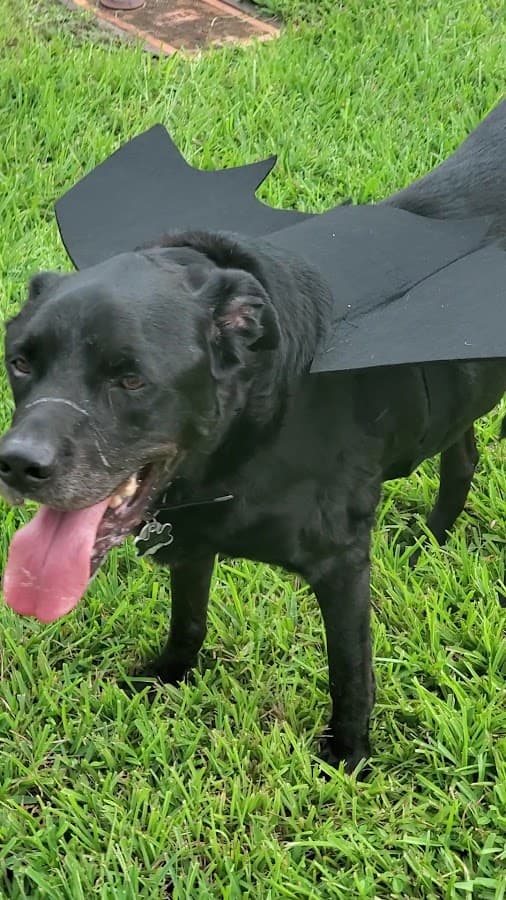BluePearl Pet Hospital Fort Lauderdale — foto