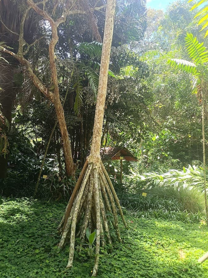 Jardín Botánico San Jorge — foto