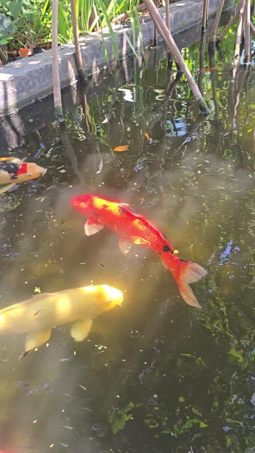 Jardín Botánico de Miami Beach — foto