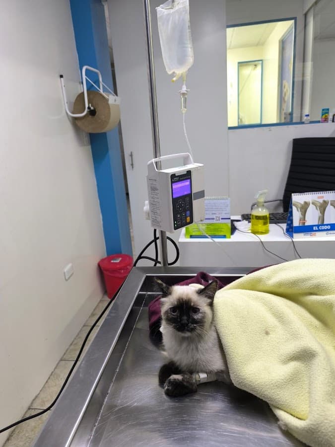 Hospital Veterinario Quito Sur