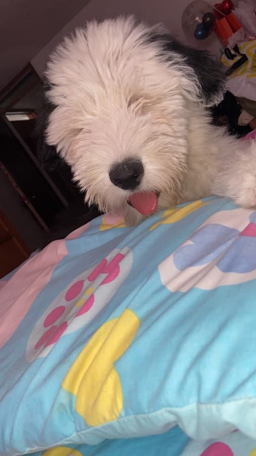 Hospital Veterinario Quito Sur — foto