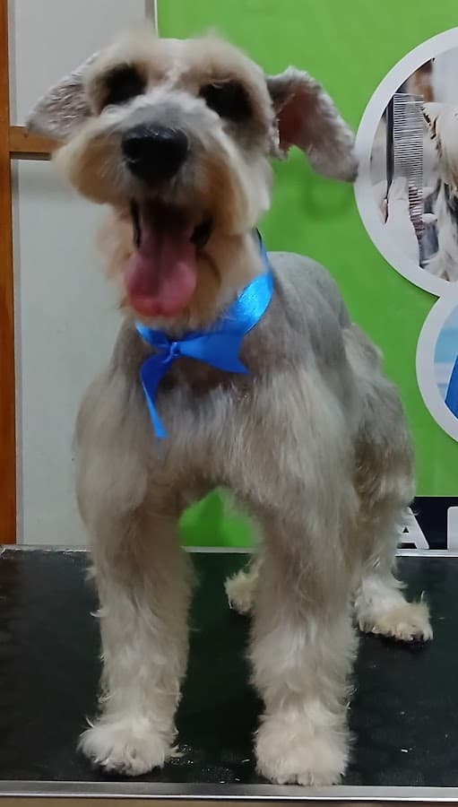 Veterinaria puras patas