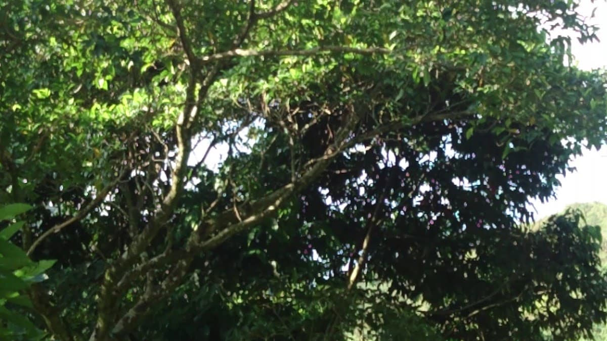 Finca El Tunel — foto