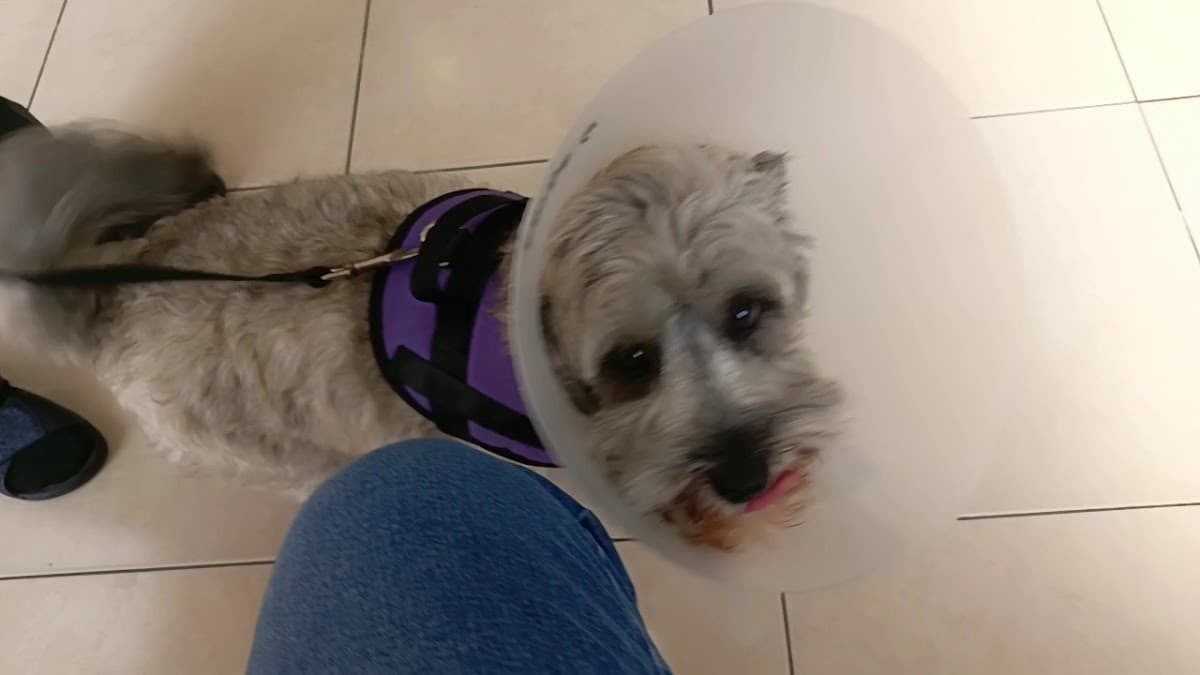 Animalopolis Hospital Clinica Veterinaria — foto