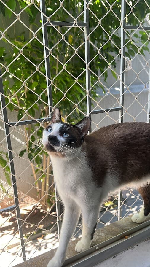 VETSC Clínica Veterinária - João Paulo — foto