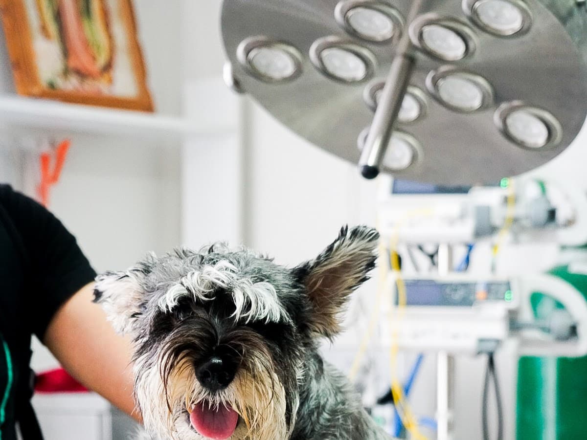 Mascovet