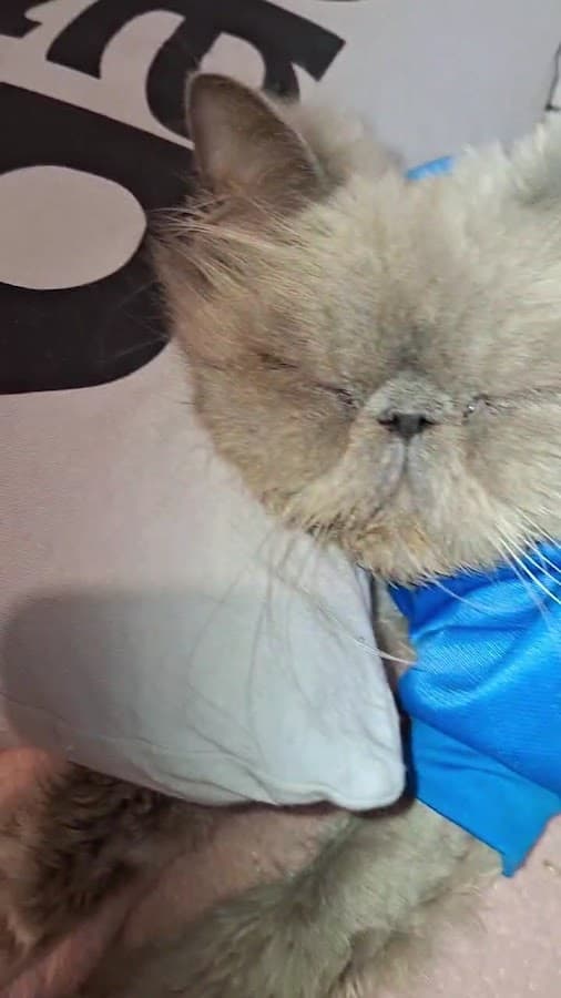 Hospital Veterinário Vet Ilha - Plantão 24 horas — foto
