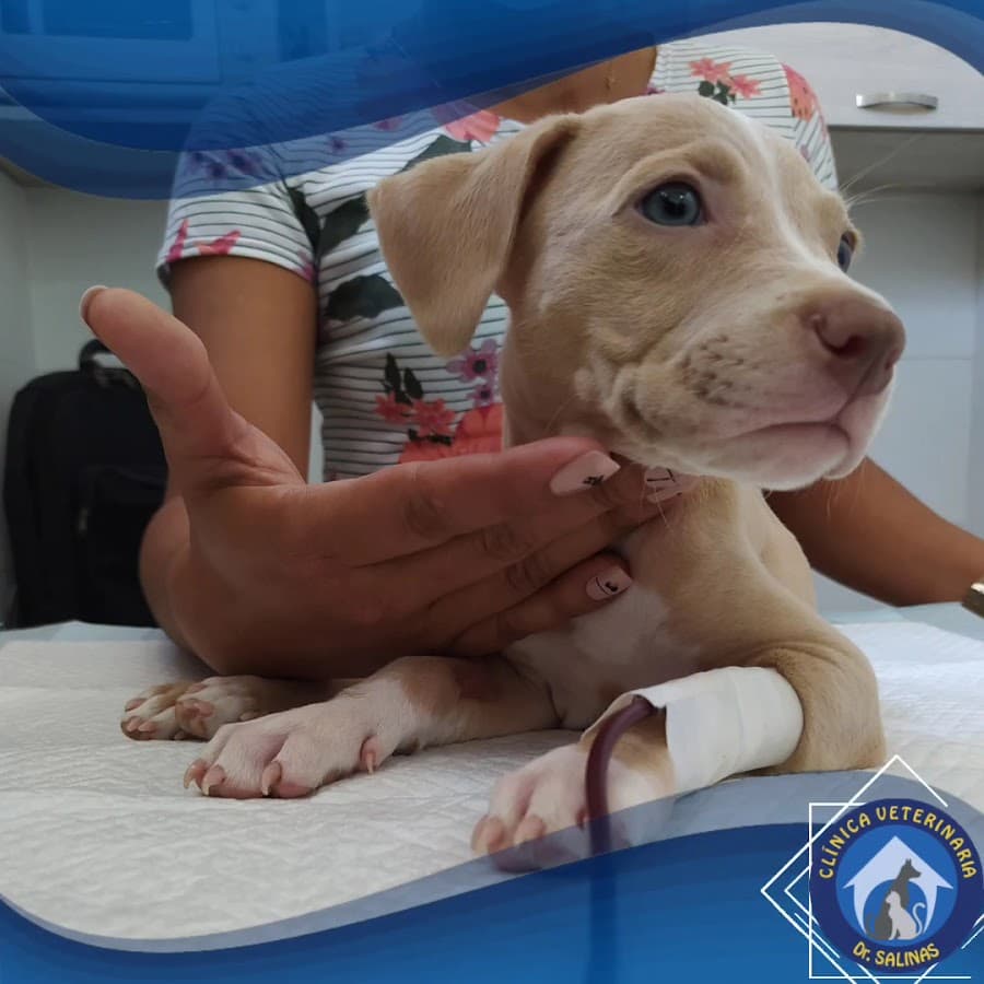 CLINICA VETERINARIA DR SALINAS — foto