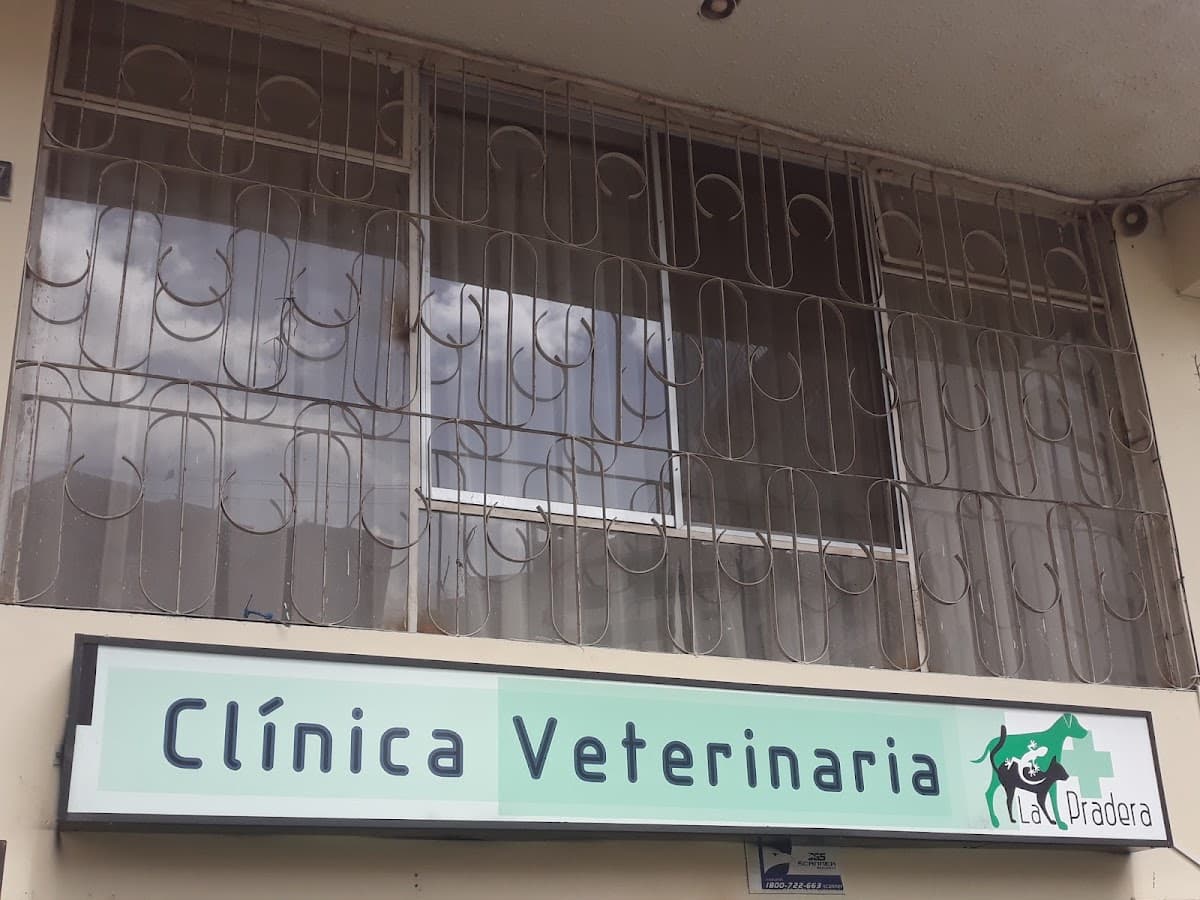 All Pets — foto