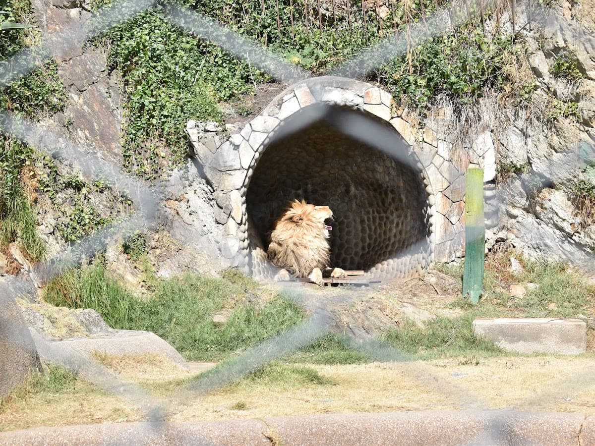 Oso Gris - Zoológico de Huancayo — foto