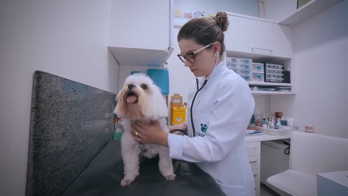 Cão.Com Hospital Veterinário - 24 H — foto