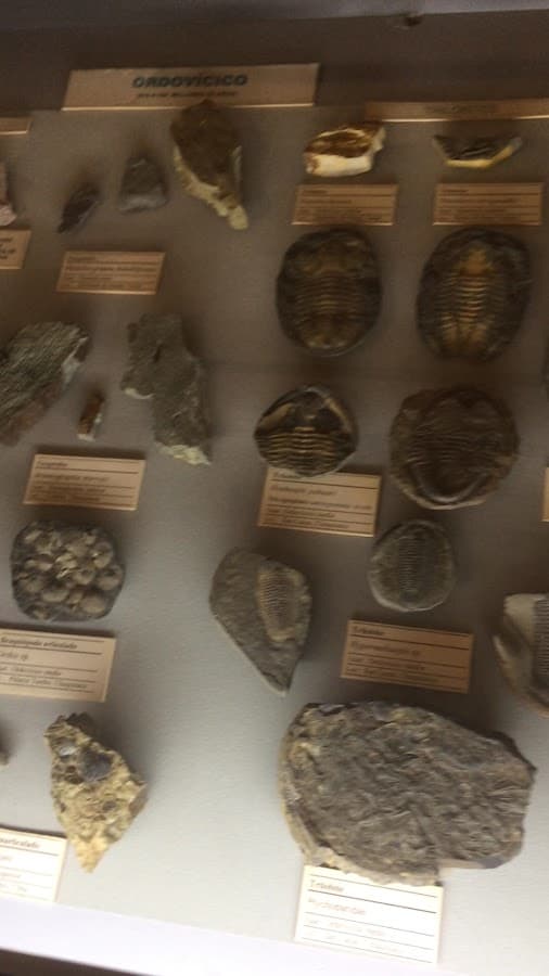 Museo de Historia Natural "Alcide d'Orbigny" — foto